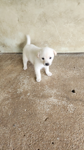 익산유기동물보호소_445468202401174